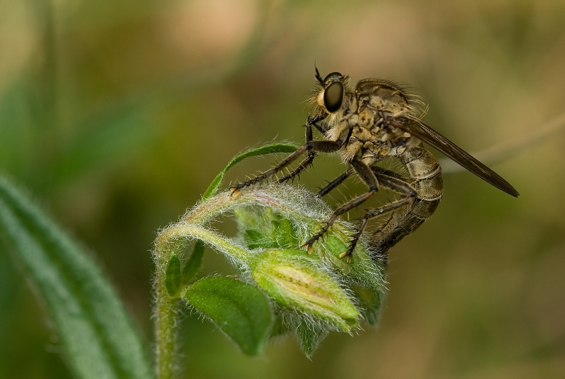 Promachus vertebratus