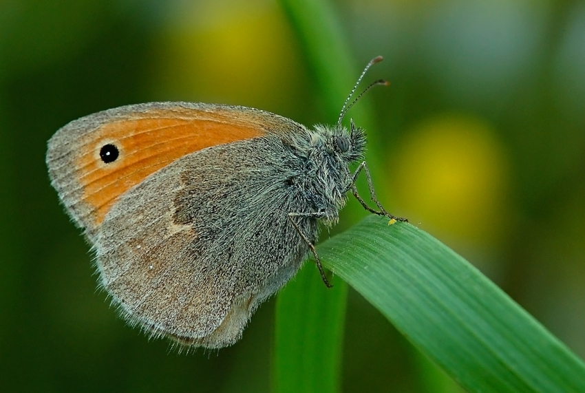 Coenonympha pamphilus