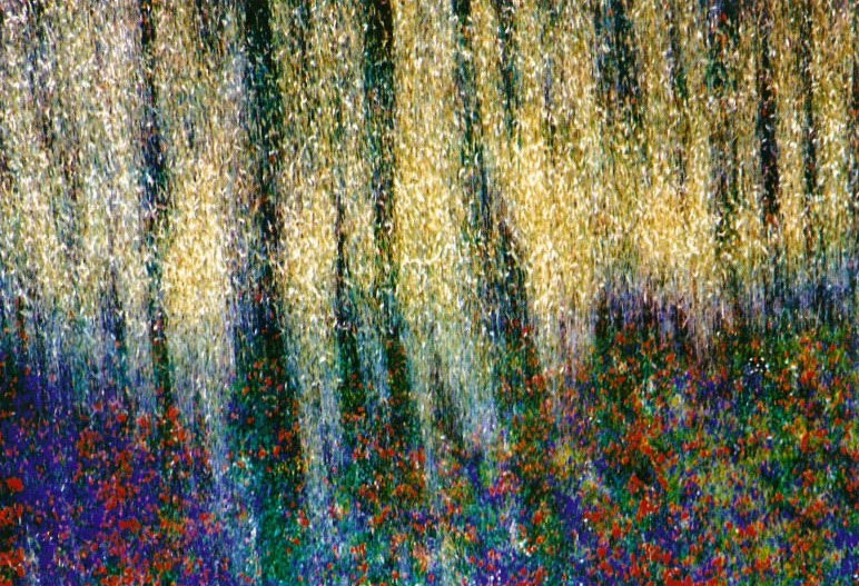 aleri, fiori e colori