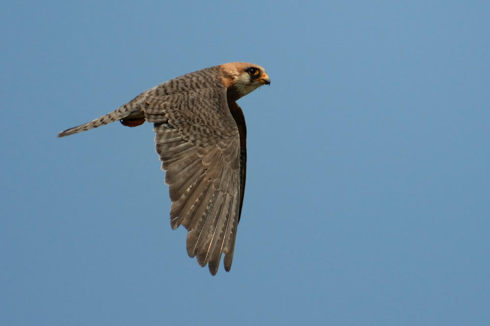 Falco cuculo femmina