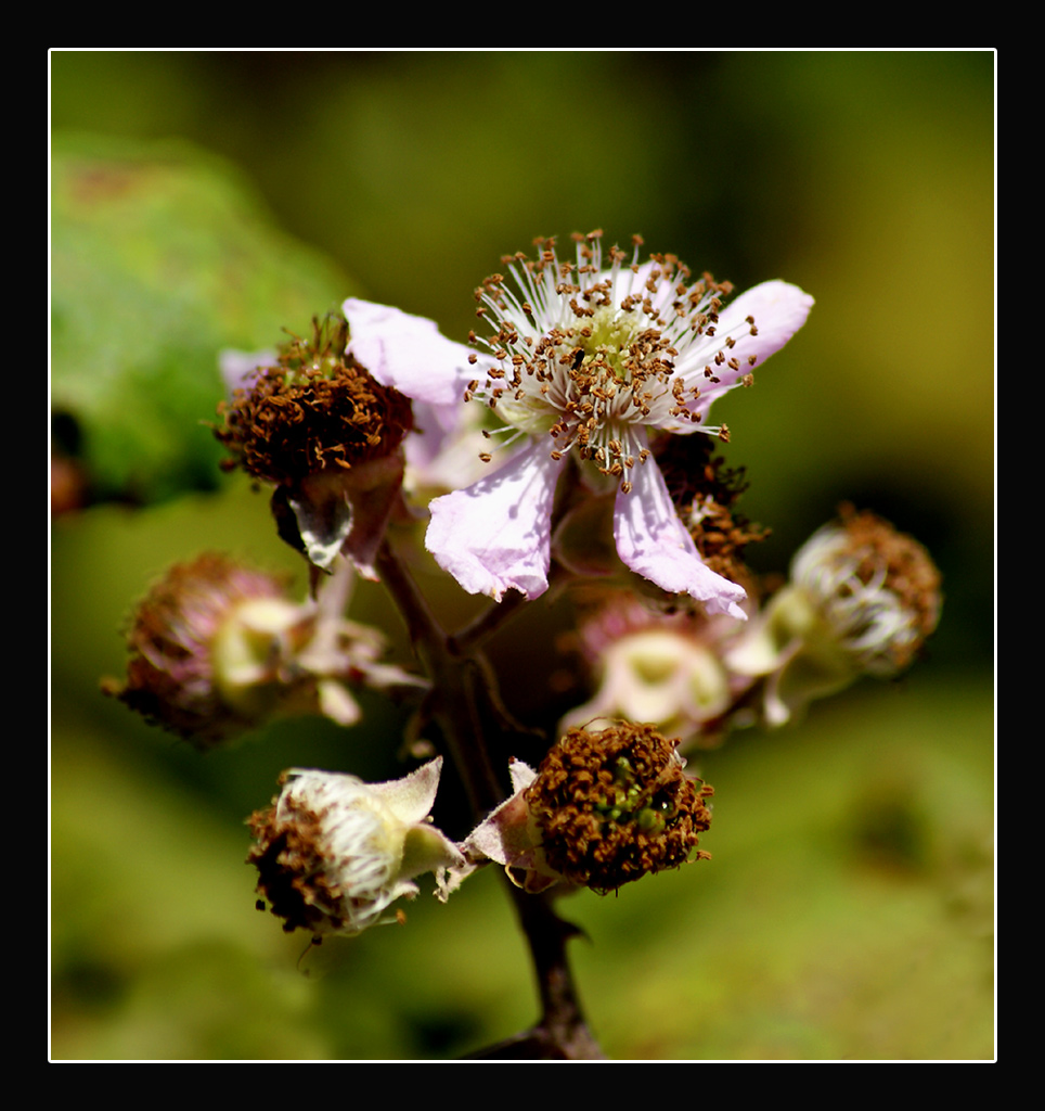 Prima di diventare More