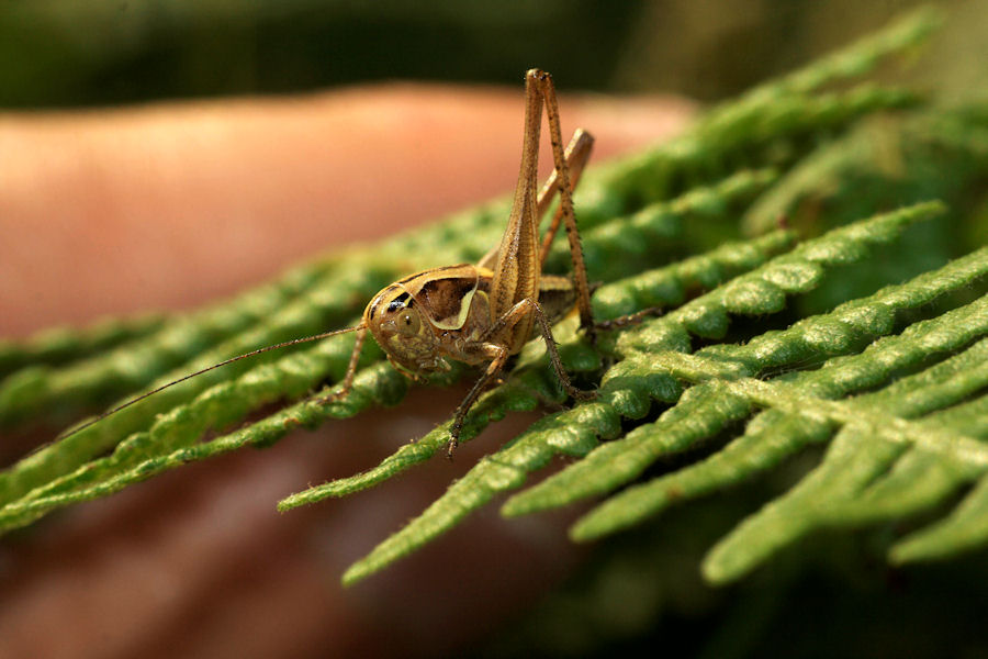 ...non premere il grilletto...