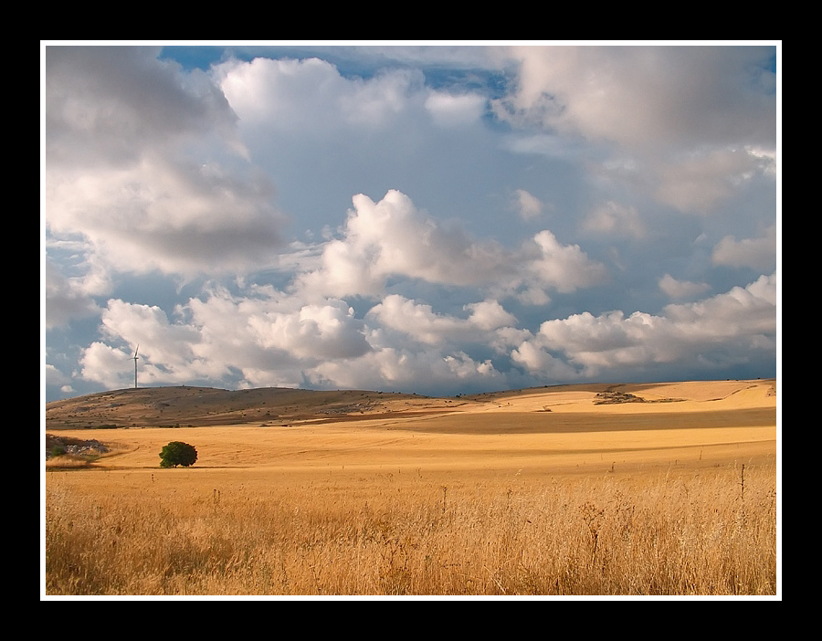 ...CAMPI DI GRANO...