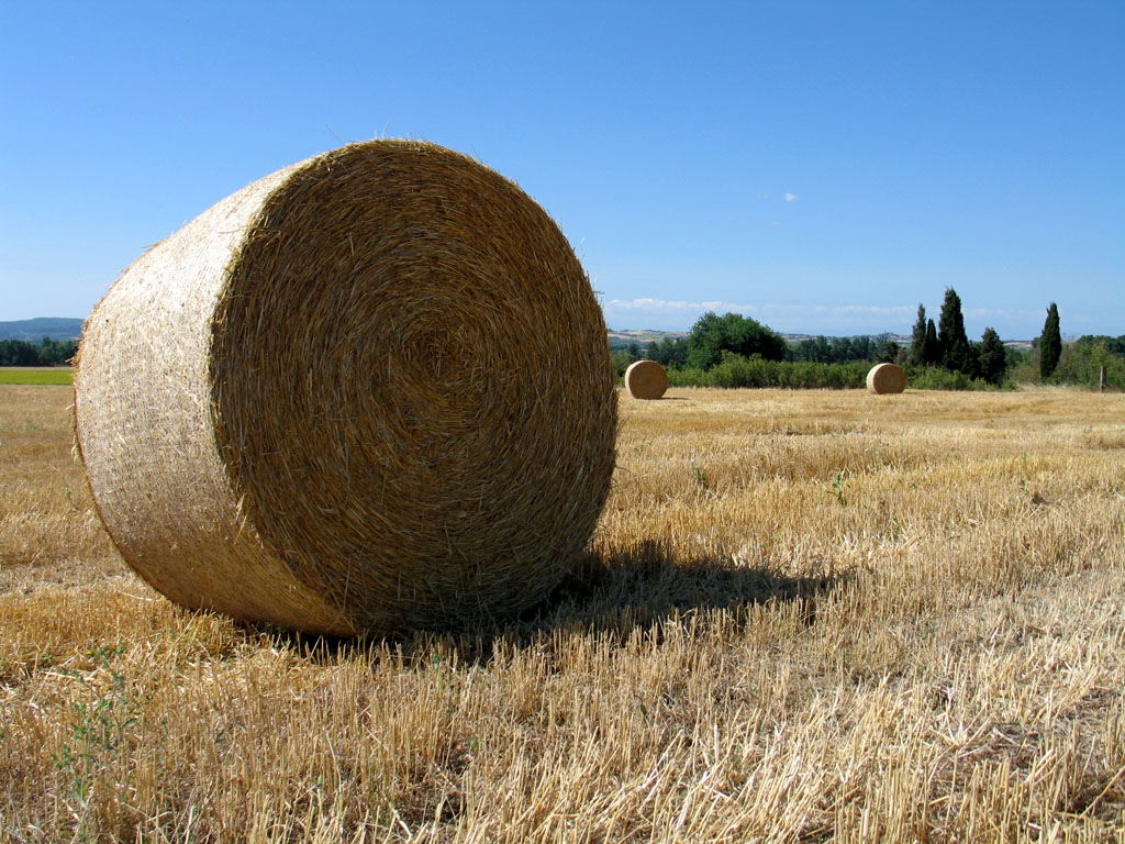 ROTOBALLE...ANCH' IO