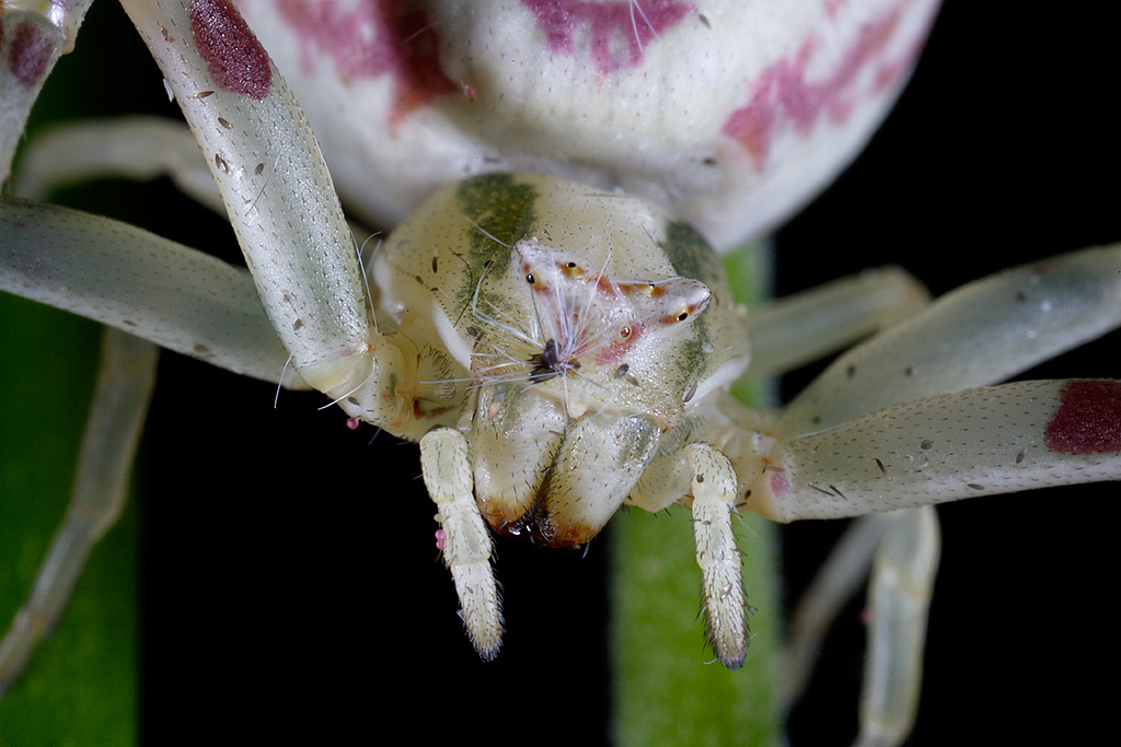 Tomiside con MP-E 65