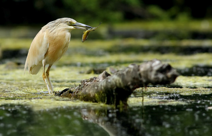 Renzo- Sgarza ciuffetto