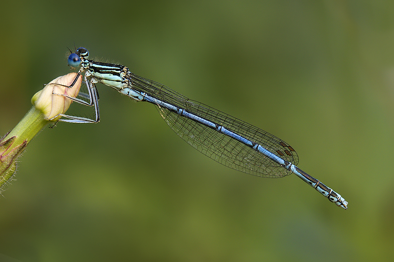 Platycnemis pennipes (M)