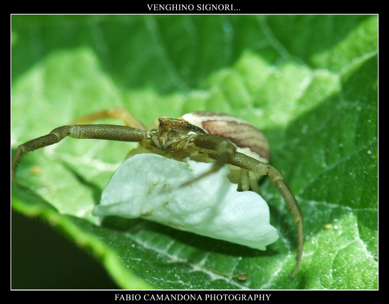 venghino signori di tiscali...