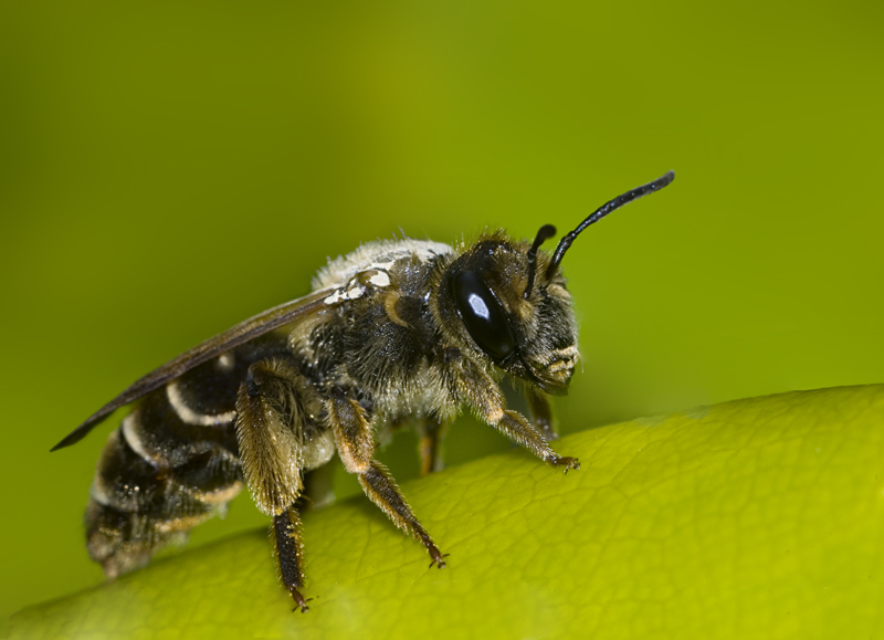 Megachile centuncularis