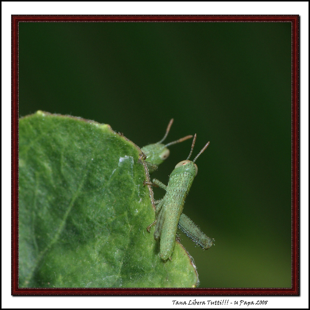 Tana Libera Tutti!!!