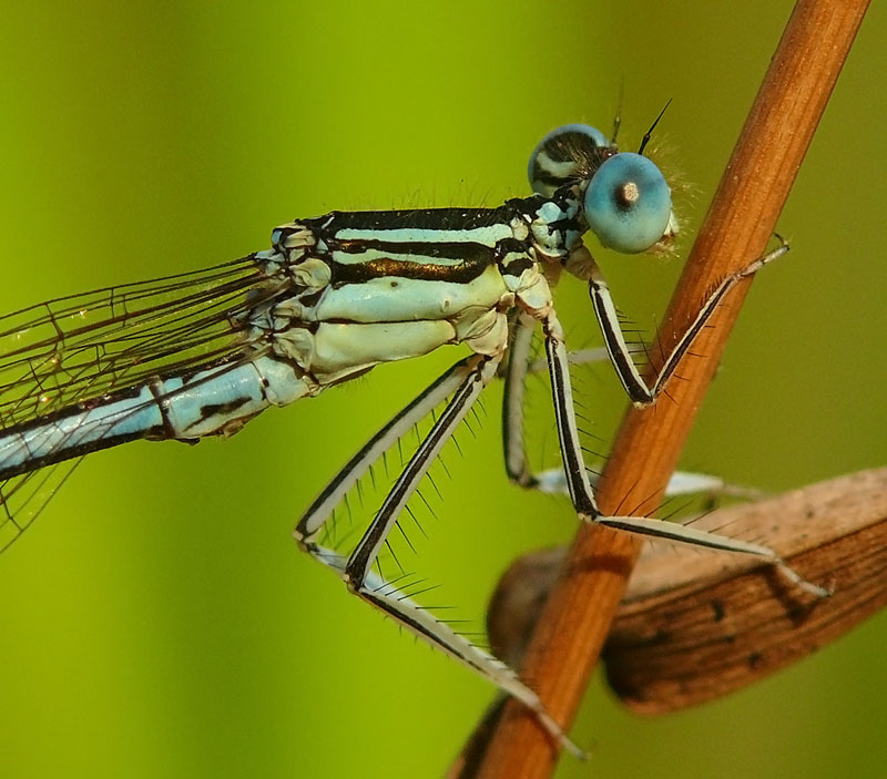 un p� di damigella