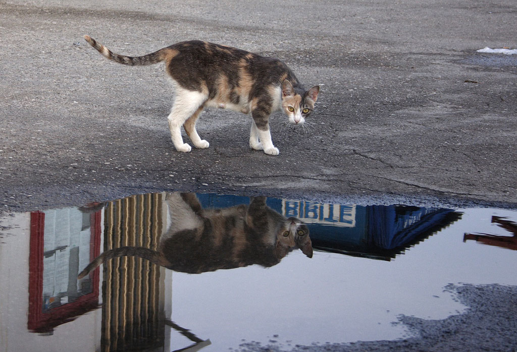 il gatto e il riflesso