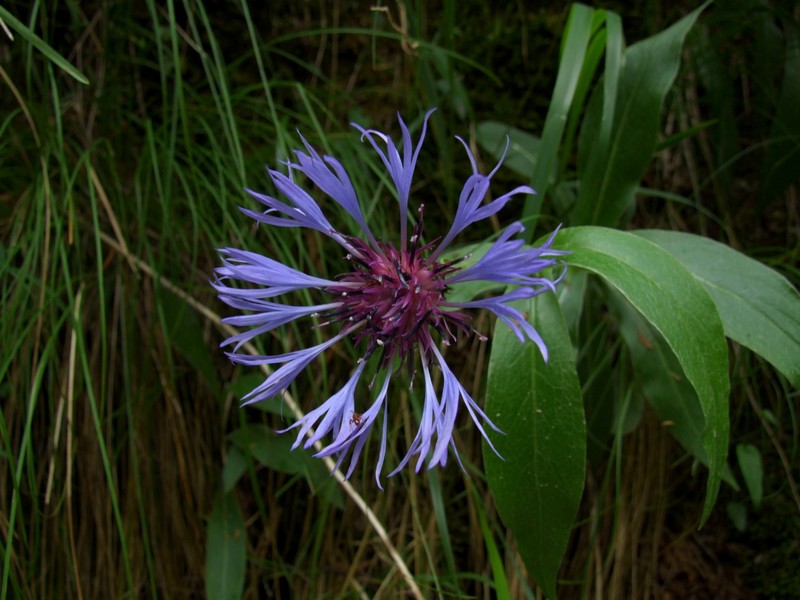 fiore in valle d'inzino 02