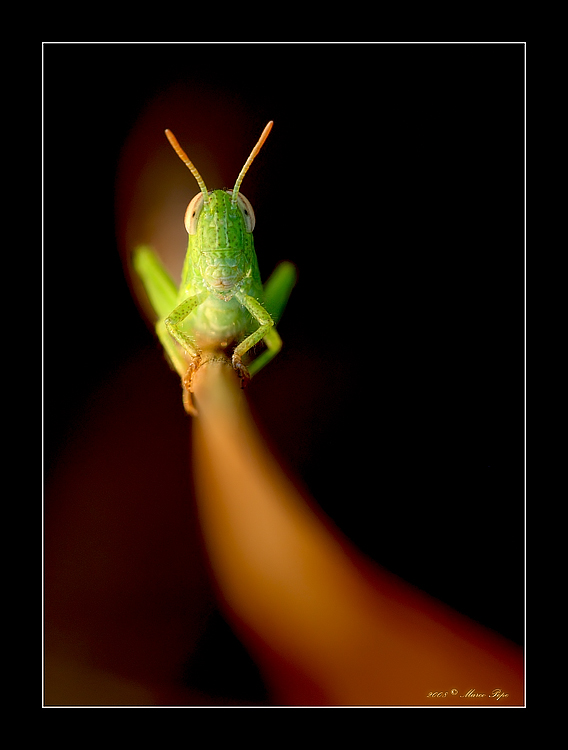 Hei, riesci a vedermi? (su National Geographic di Aprile)