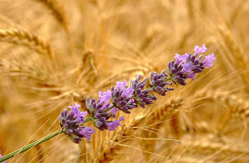 Lavandula officinalis
