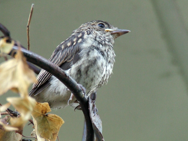 il primo volo della vita
