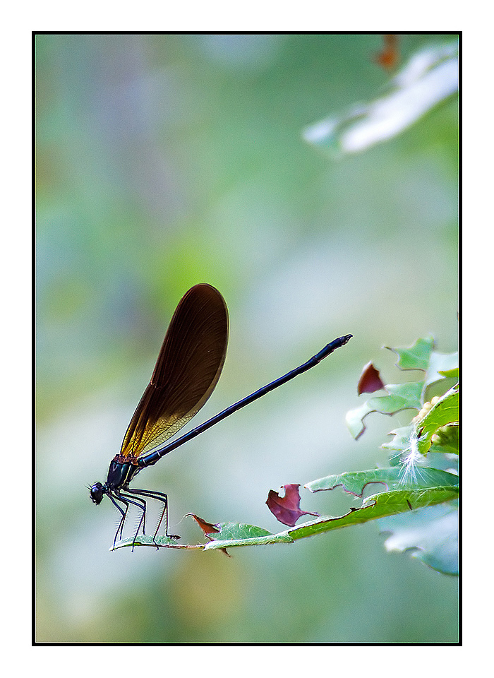 Calopteryx spp.