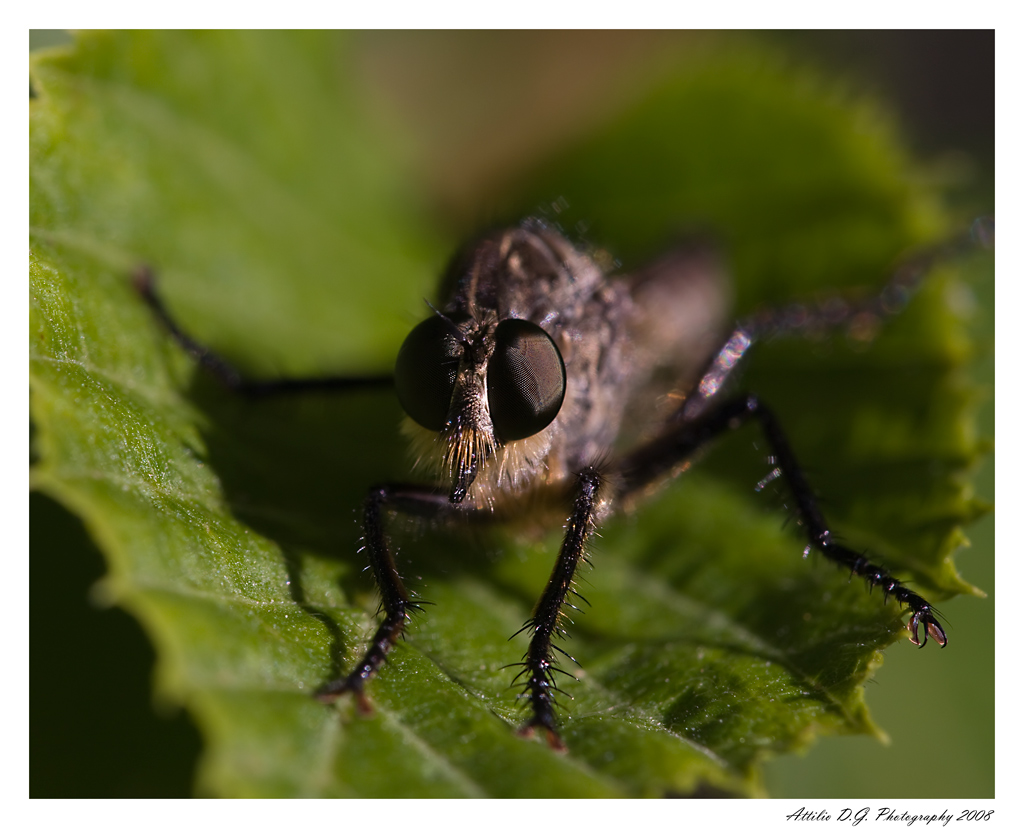 Stai guardando a me??