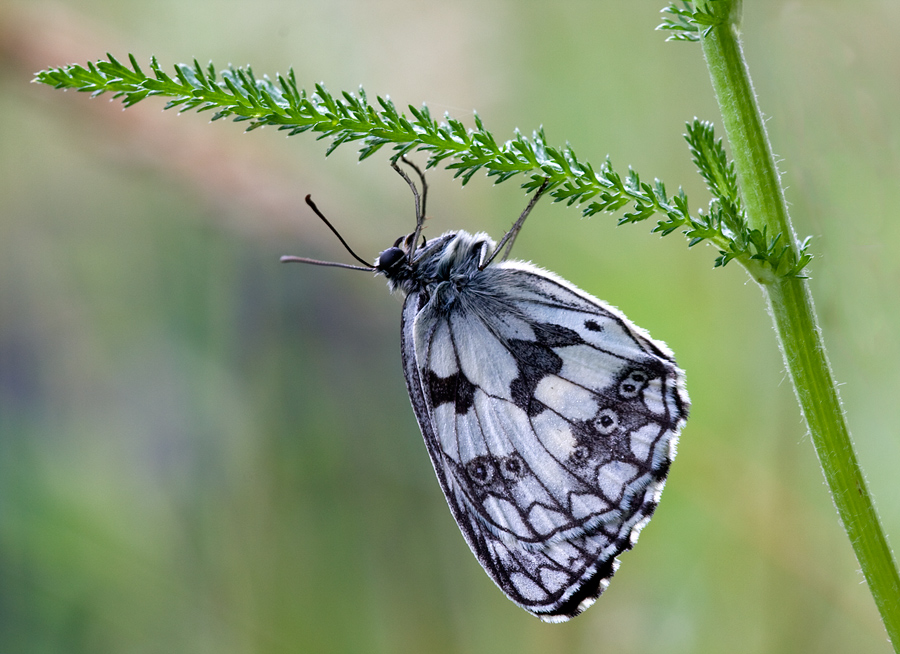 Melanargia Galathea