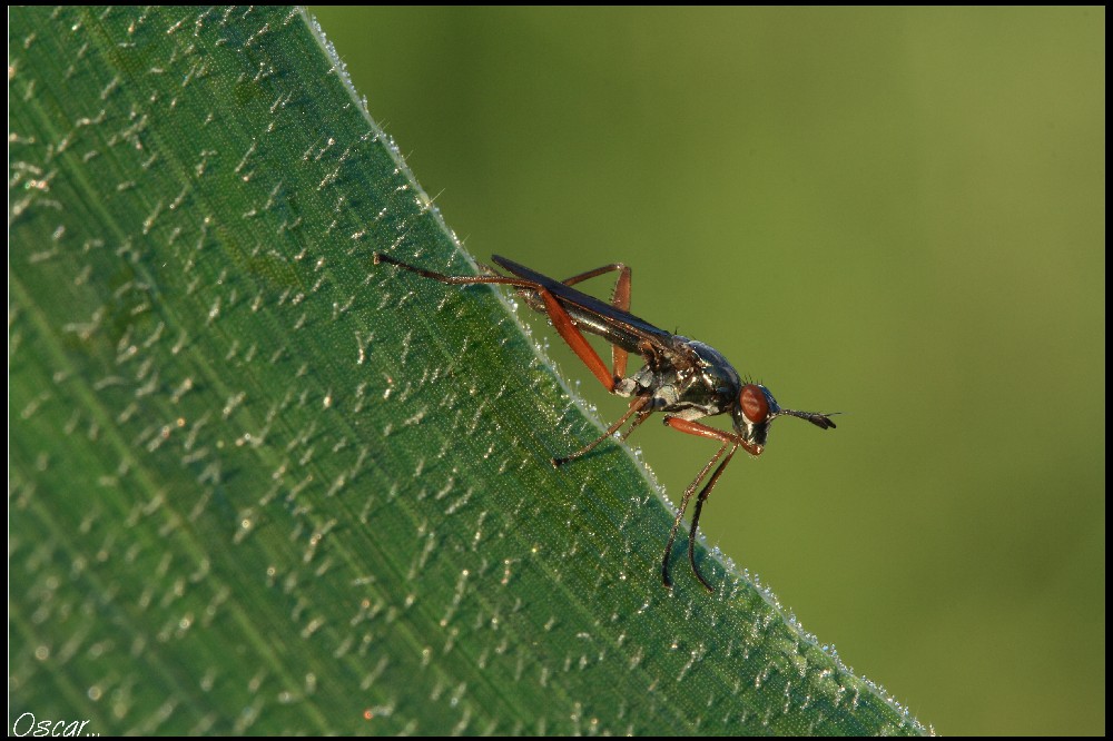 sulla cresta dell' onda