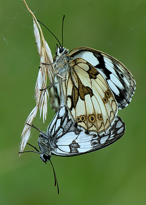 Melanargia galathea