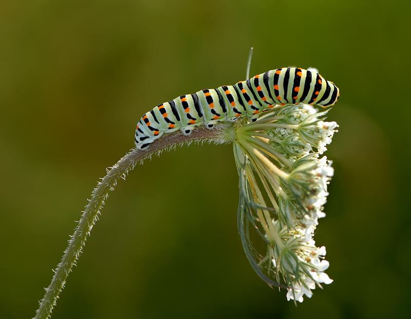 Macaone in casseruola