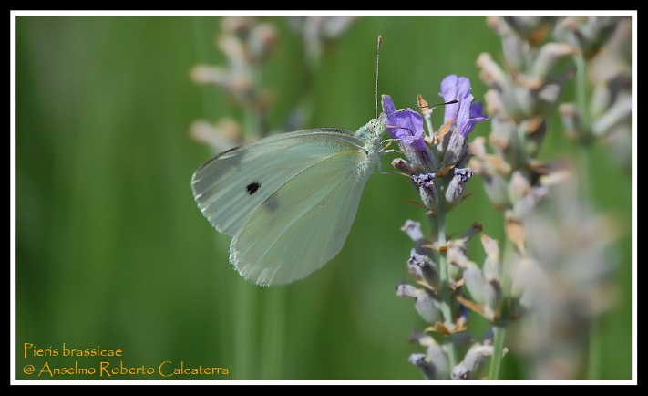 Pieris brassicae-1