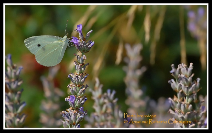 Pieris brassicae-2