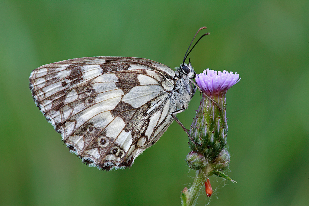 Melanargia galathea