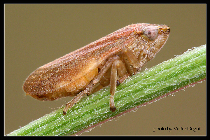Cicadella