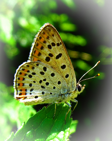 ..foto ricordo di licenide...