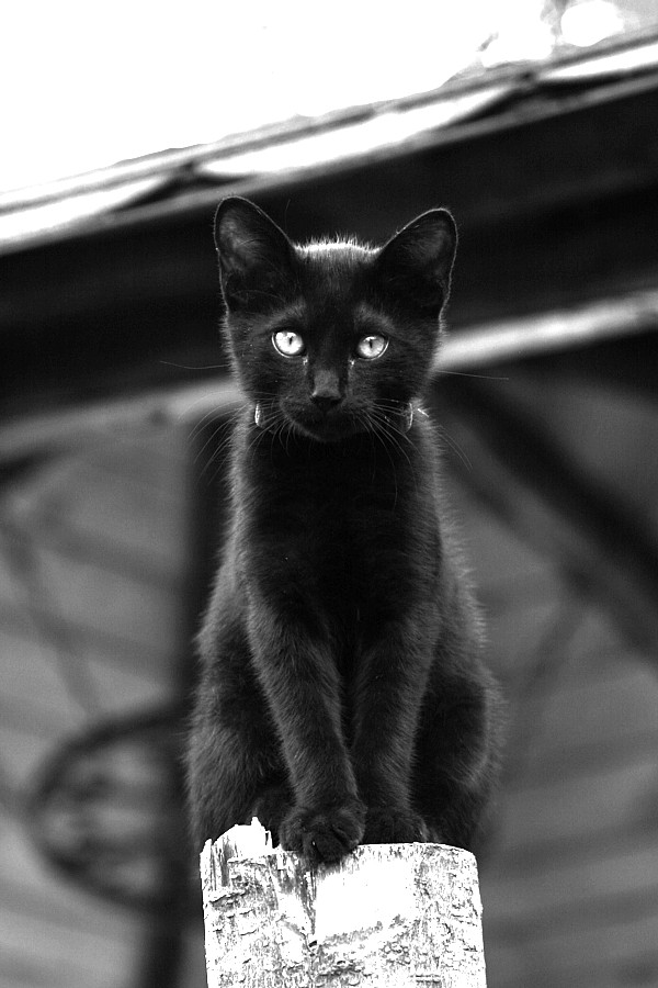 Bastet - Il Gatto Sacro