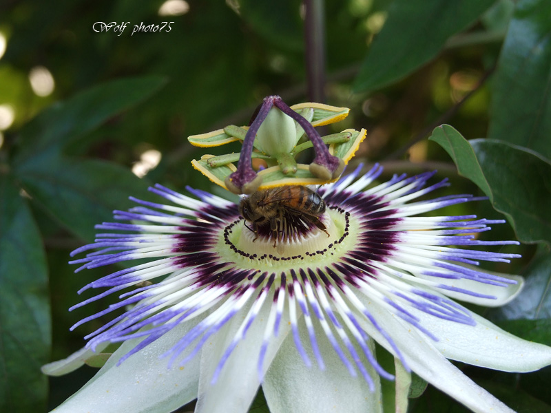 fiore bianco viola fuji 6500