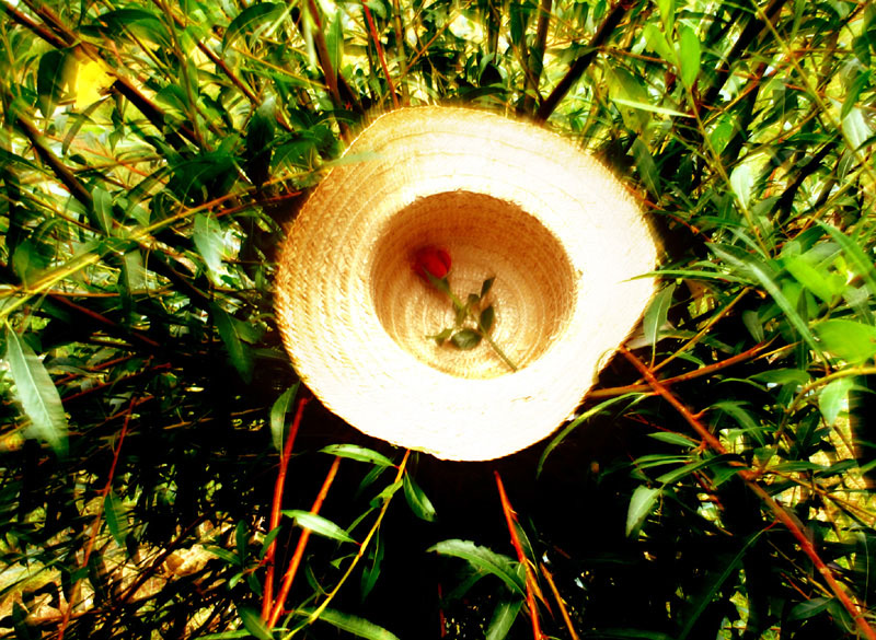 precipitati nel verde