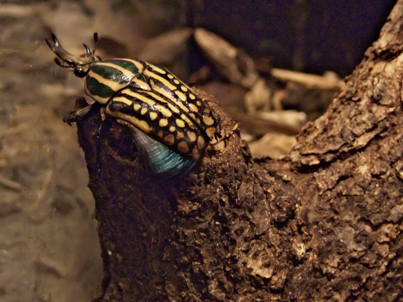 Insetto (sottovetro)