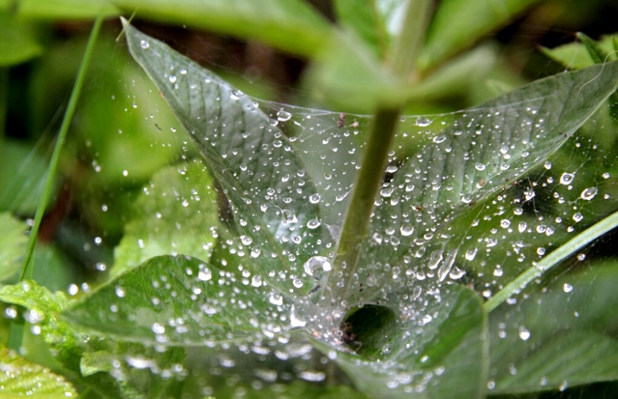 In attesa del banchetto ....