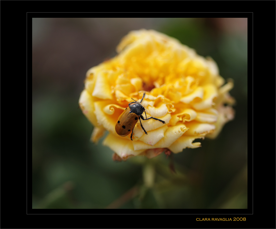 Tenacemente... in arrampicata