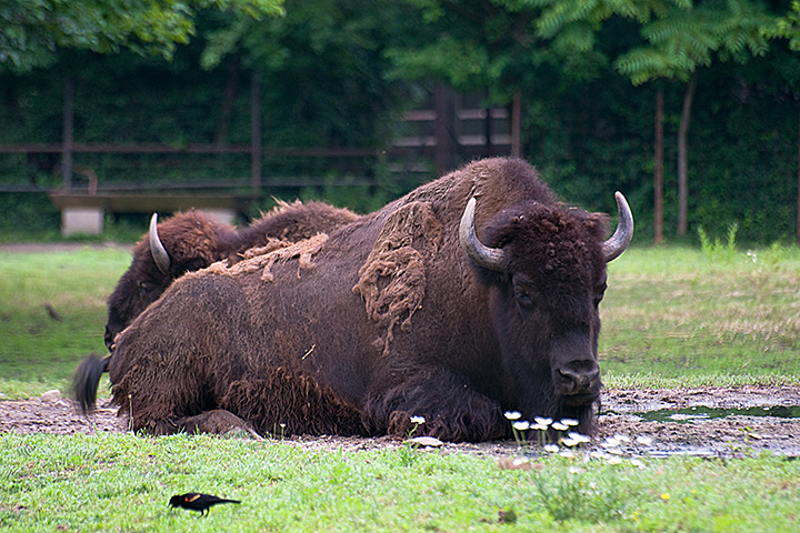 Bison