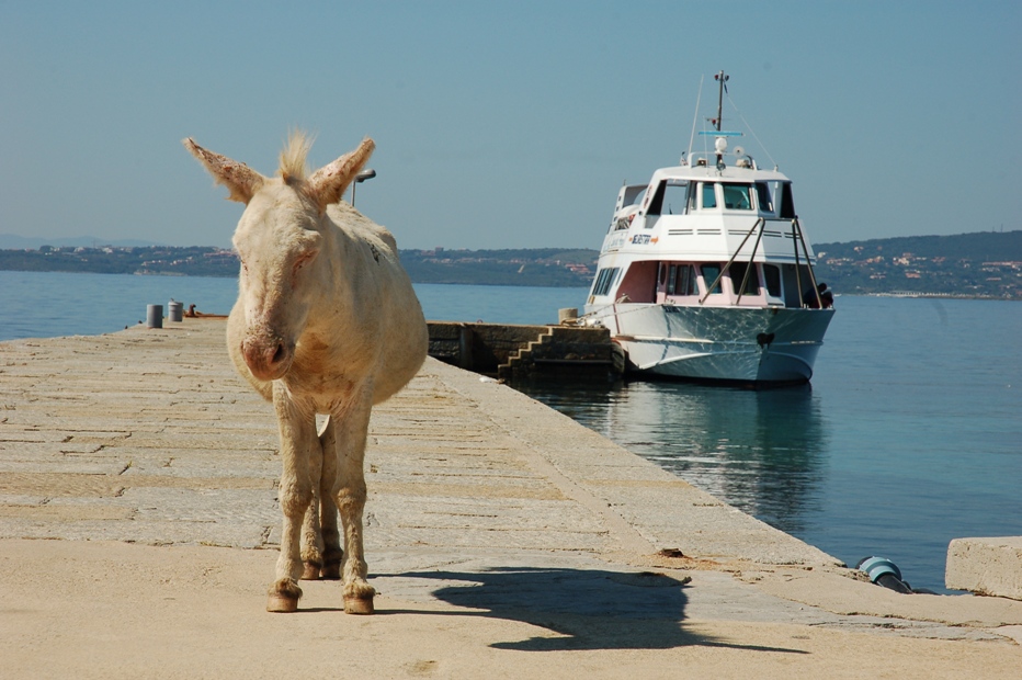 all'asinara comanda lui