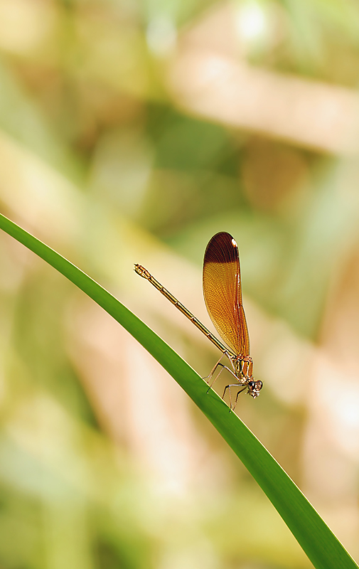 Geometrie da libellule