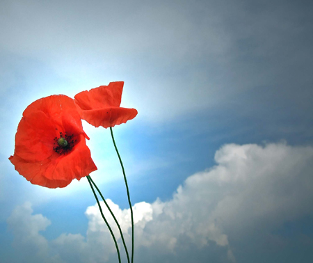 a caccia di papaveri e nuvole