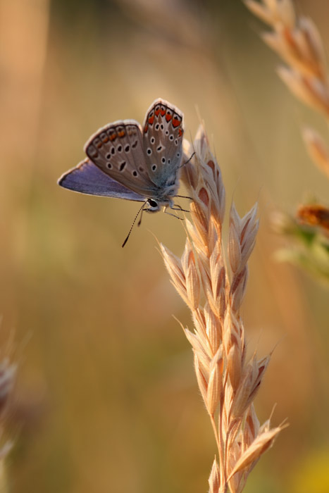 Butterfly to the sunset