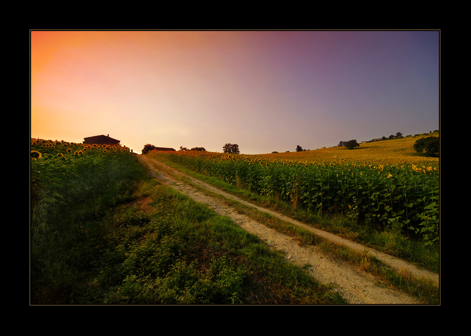 Tramonto sul campo di girasoli