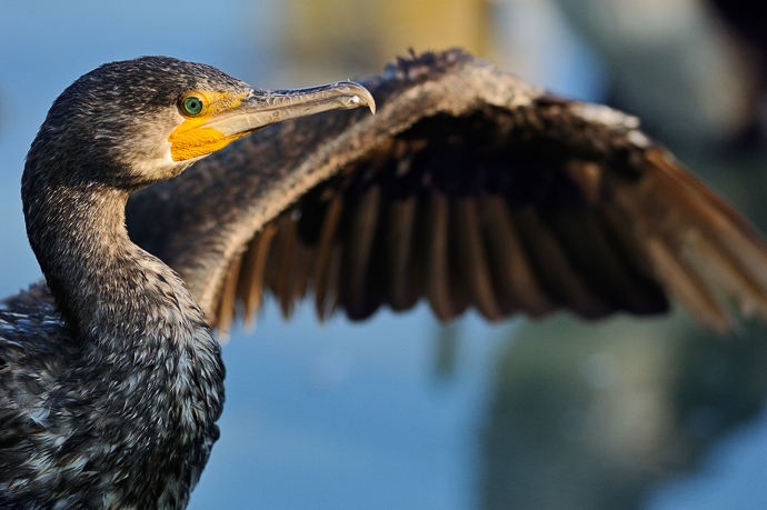 Cormorano bulgaro