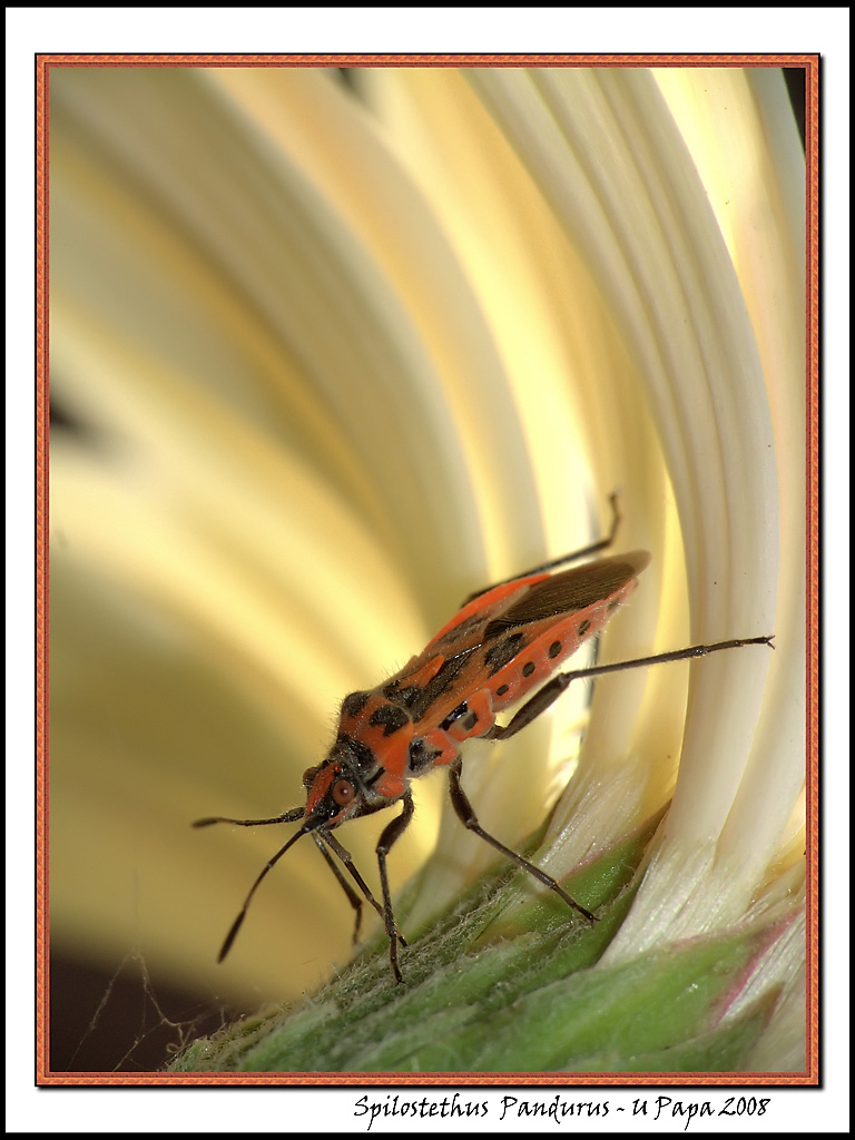 Spilostethus Pandurus