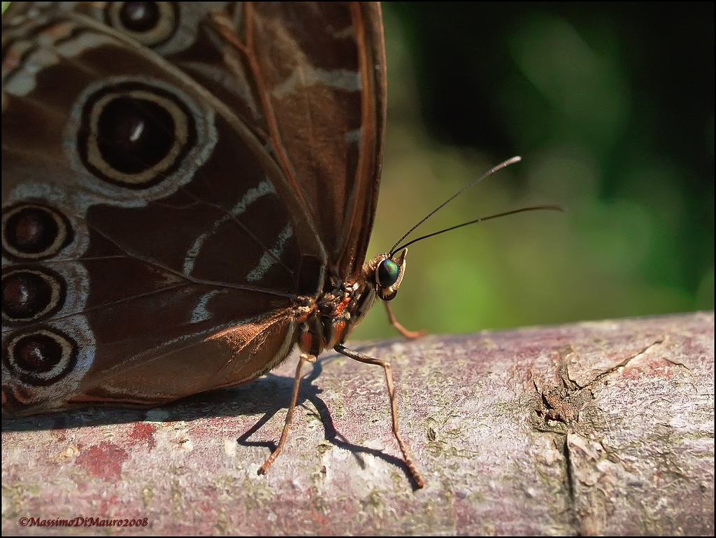 Morpho peleides