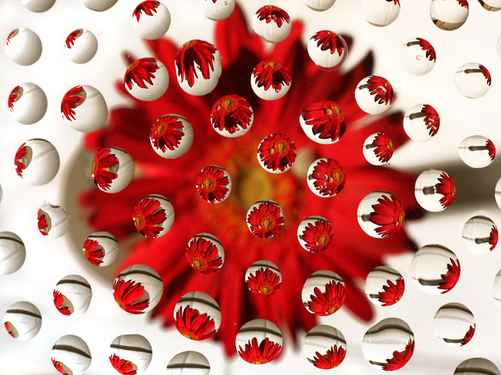 Gerbera II (su bianco)