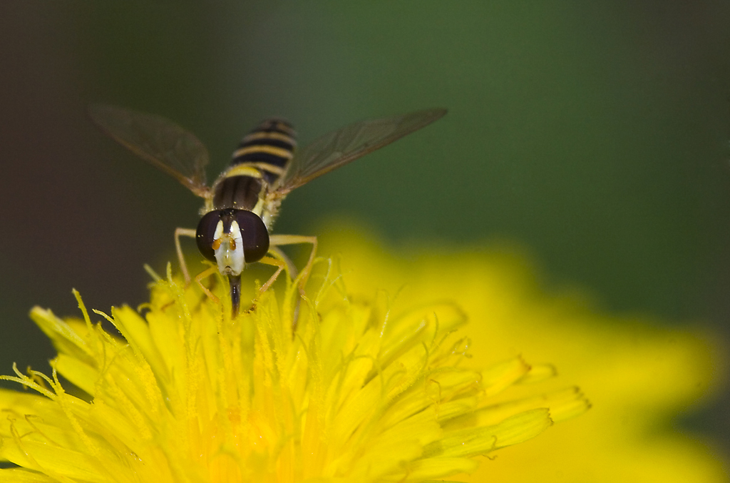 Ritratto ravvicinato dell'insettino