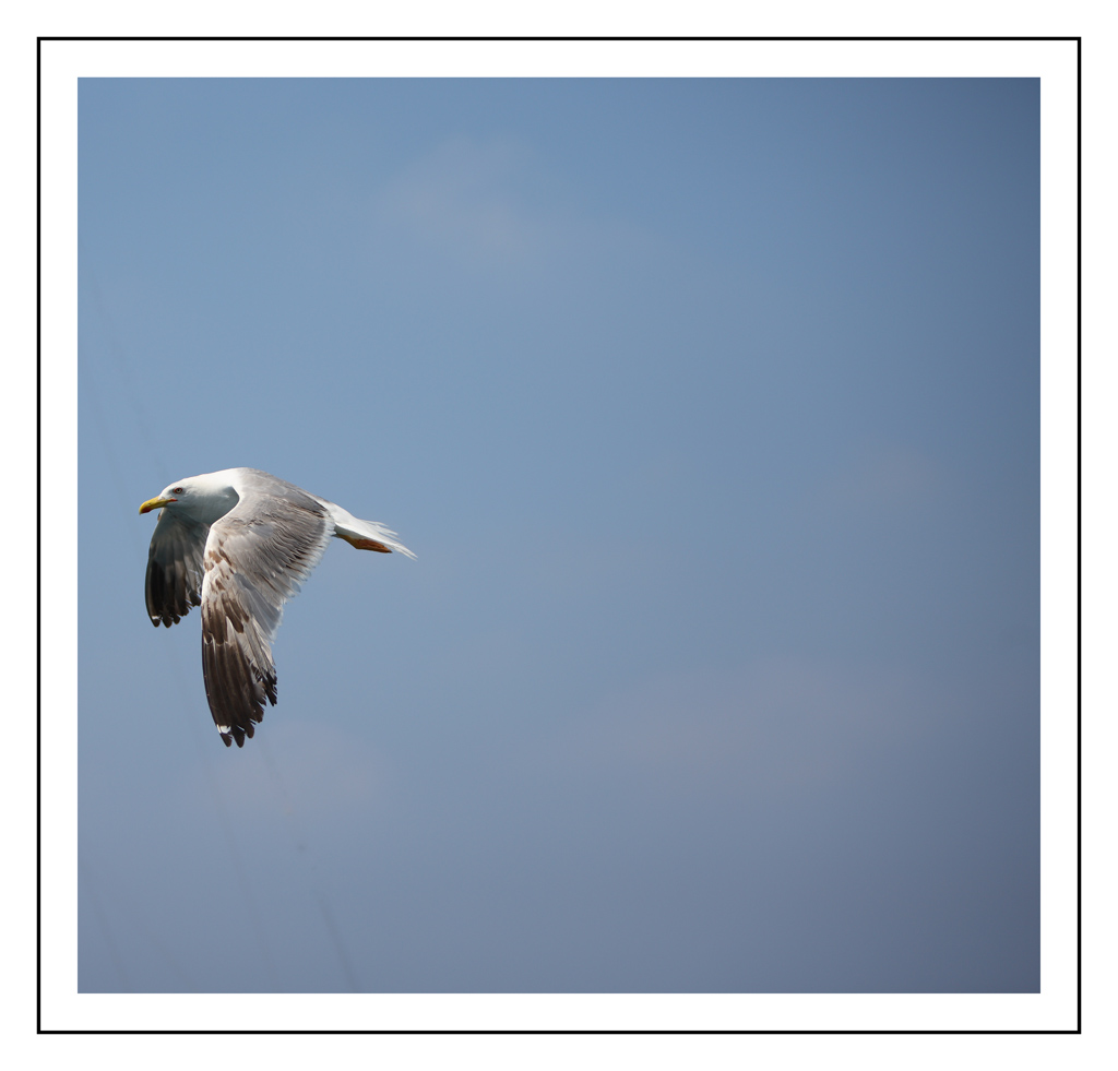 vooolaareee ooo cantareee ooooo