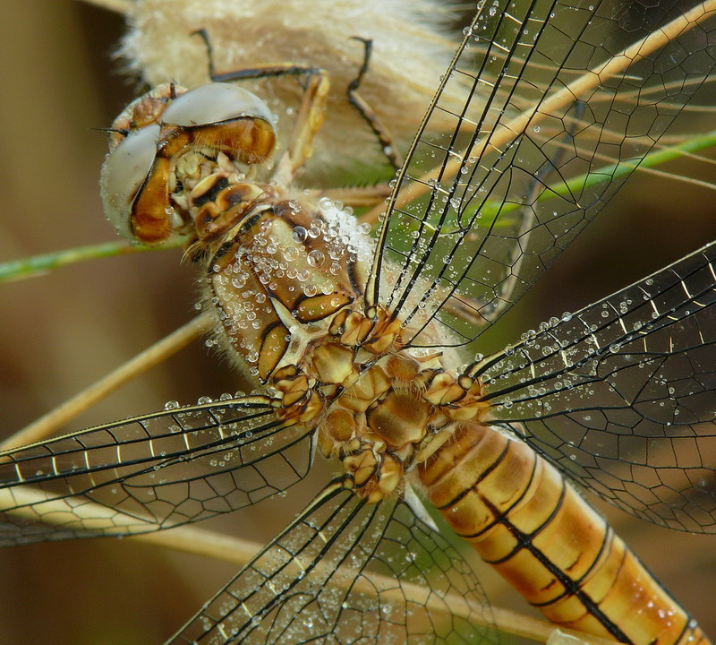 Particolari di prima mattina